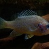 Slunecnice pestra - Lepomis gibbosus - Common Sunfish o0478